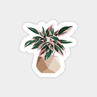 Calathea Stromanthe Triostar Sticker